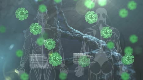 animación de cadena de adn, células de covid-19, cuerpo humano y procesamiento de datos.