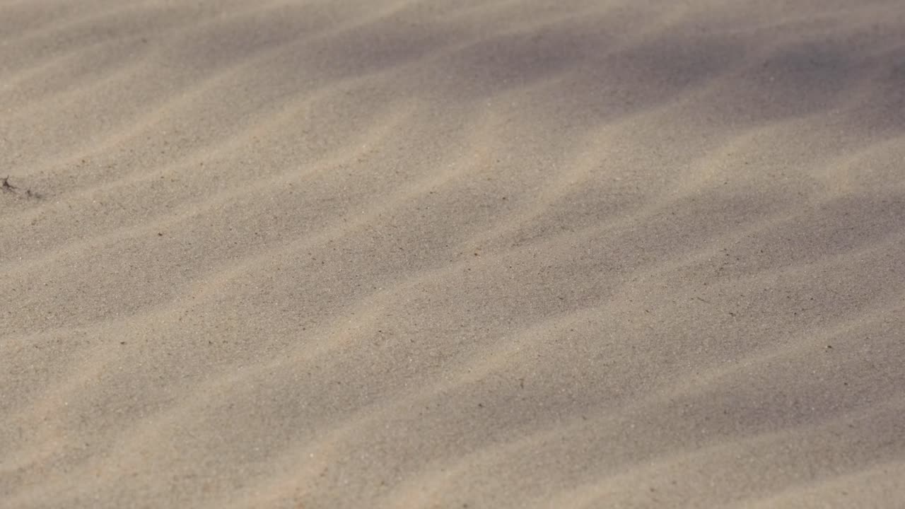 슬로우 모션: 해변에 있는 야자수의 그림자