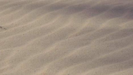cámara lenta: sombra de una palmera en la playa