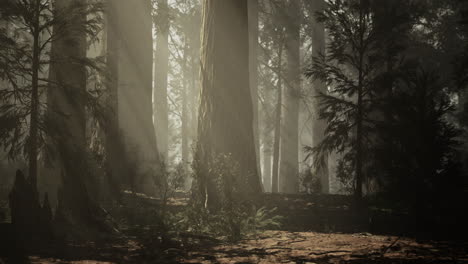 misty forest landscape with tall trees and soft sunlight filtering through