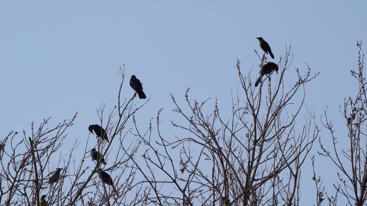 una bandada de pájaros posada en un árbol