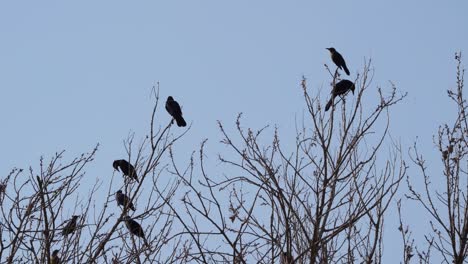 una bandada de pájaros posada en un árbol