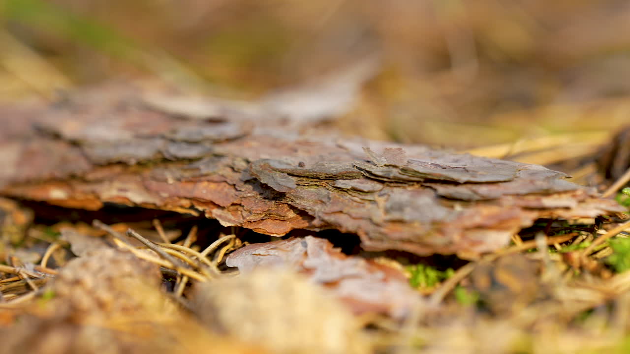 Tree Barks Scattered On Forest Ground. closeup, sideways