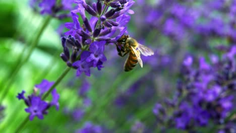 Abeja-De-Miel-Flotando-Sobre-Hermosas-Flores-De-Lavanda-En-El-Campo