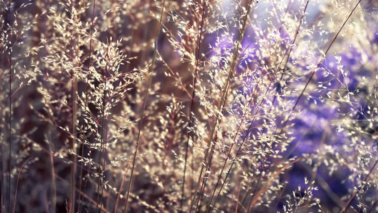 보라색, 보라색 및 분홍색 잎자루와 꽃을 가진 활기찬 다채로운 꽃의 시네마그래프 - 뉴욕 시 하이 라인 파크에서 바람에 활기차게 꽃을 피우고 움직이는 자연 식물 - 4k uhd에서 매 없는 비디오 루프.