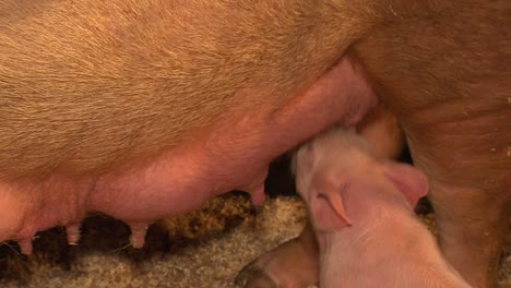 closeup of hungry young piglet eagerly sucking teat of mother pig to get milk