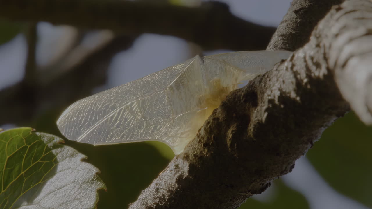 Insect wings on a tree branch