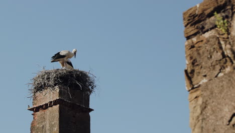 two storks sitting in nest resting