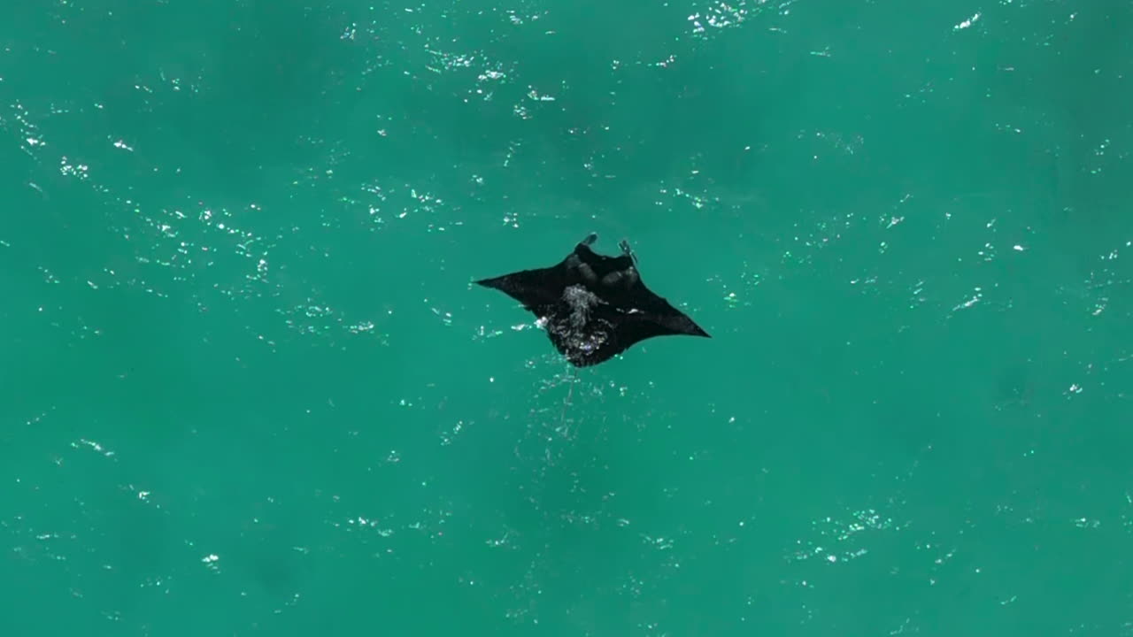 gran manta raya en aguas azules claras - directamente hacia abajo desde el aire