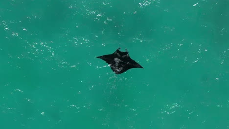 Large-manta-ray-in-clear-blue-waters---straight-down-aerial