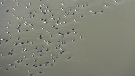 whirligig beetles swimming on top of the water