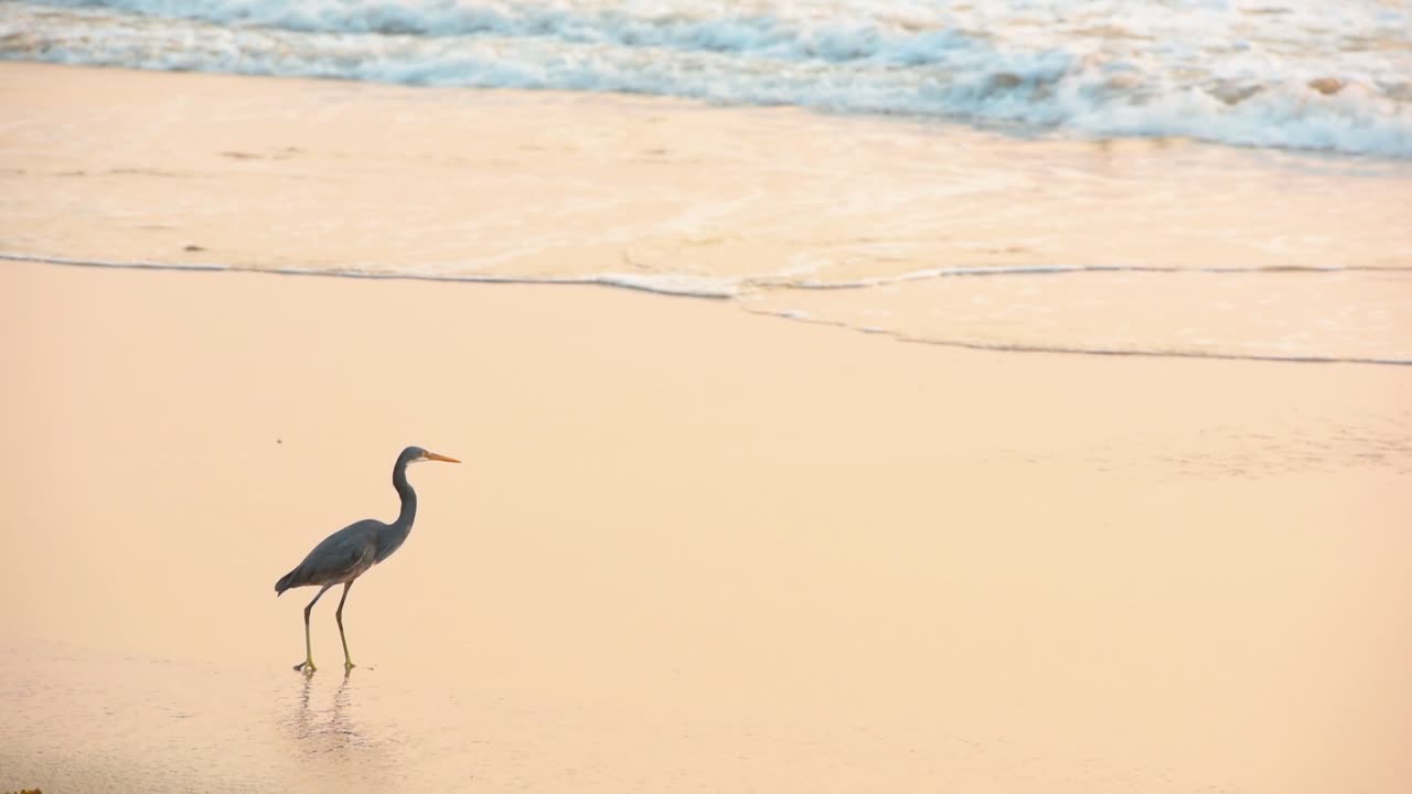 Crane Bird Walking On The Sandy Shore With Sea Waves Splashing In Goa, India - Medium Shot