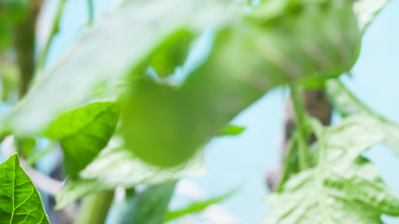 una oruga en una planta de tomate