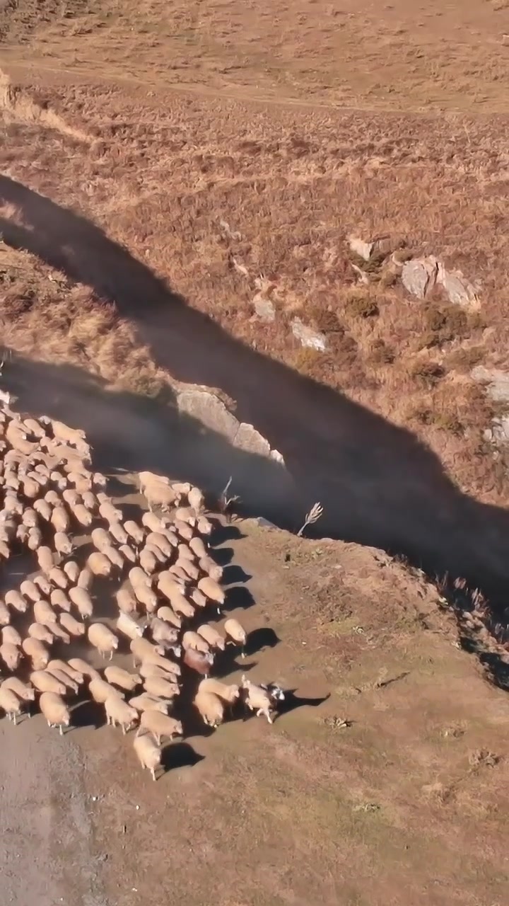 Pastore che guida le pecore attraverso un'area erbosa nelle montagne del Caucaso, Georgia