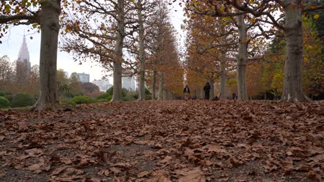 las hojas caídas secas cubren la pasarela en el jardín japonés shinjuku gyoen en shinjuku tokyo japón - tiro ancho inclinado hacia arriba