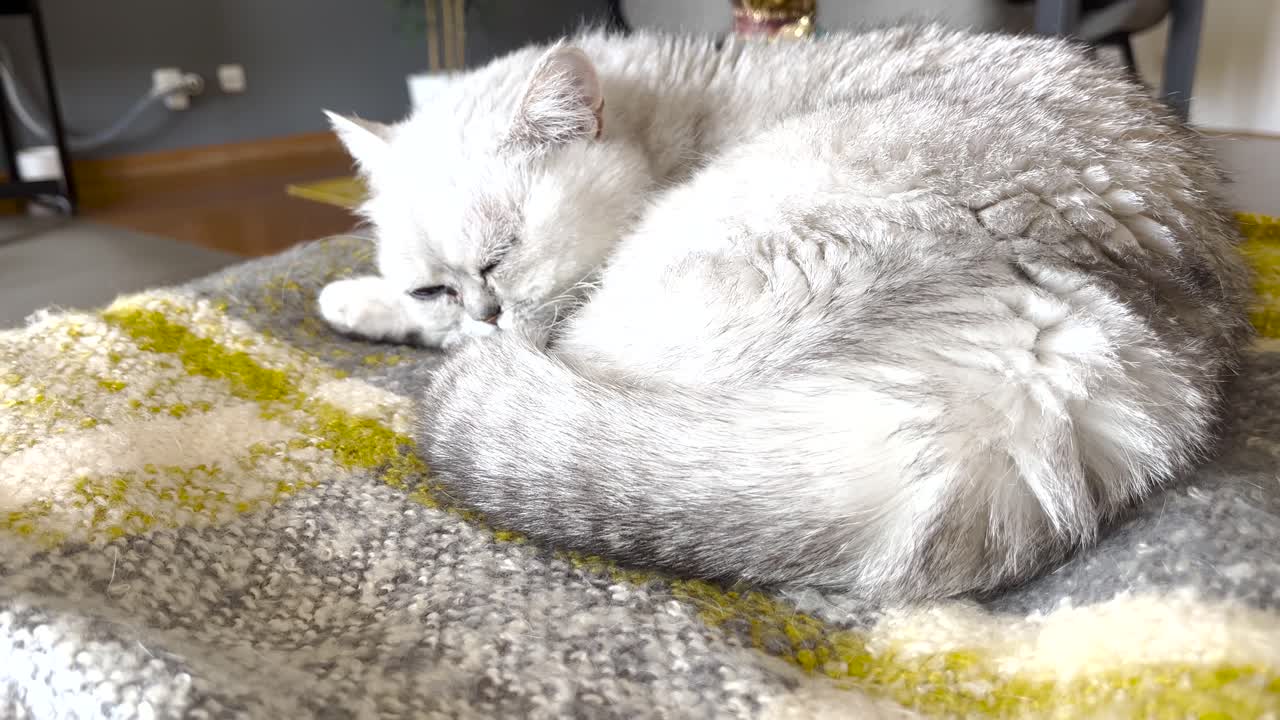 Persian cat peacefully yawning while sleeping on the sofa