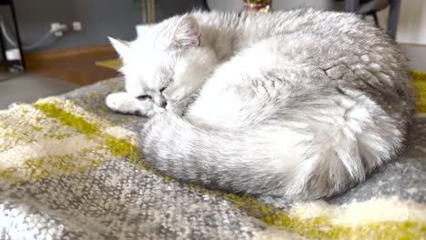 persian cat peacefully yawning while sleeping on the sofa