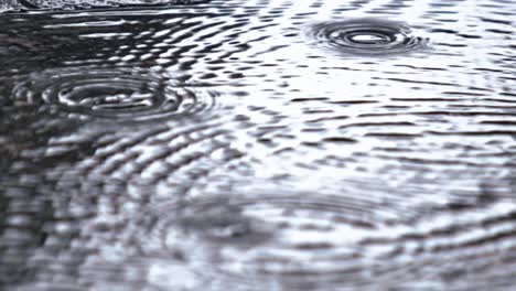 ripples on the surface of puddle, each concentric wave expands gracefully