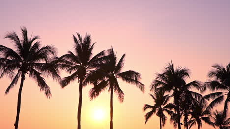 low angle of palm trees silhouette at sunset