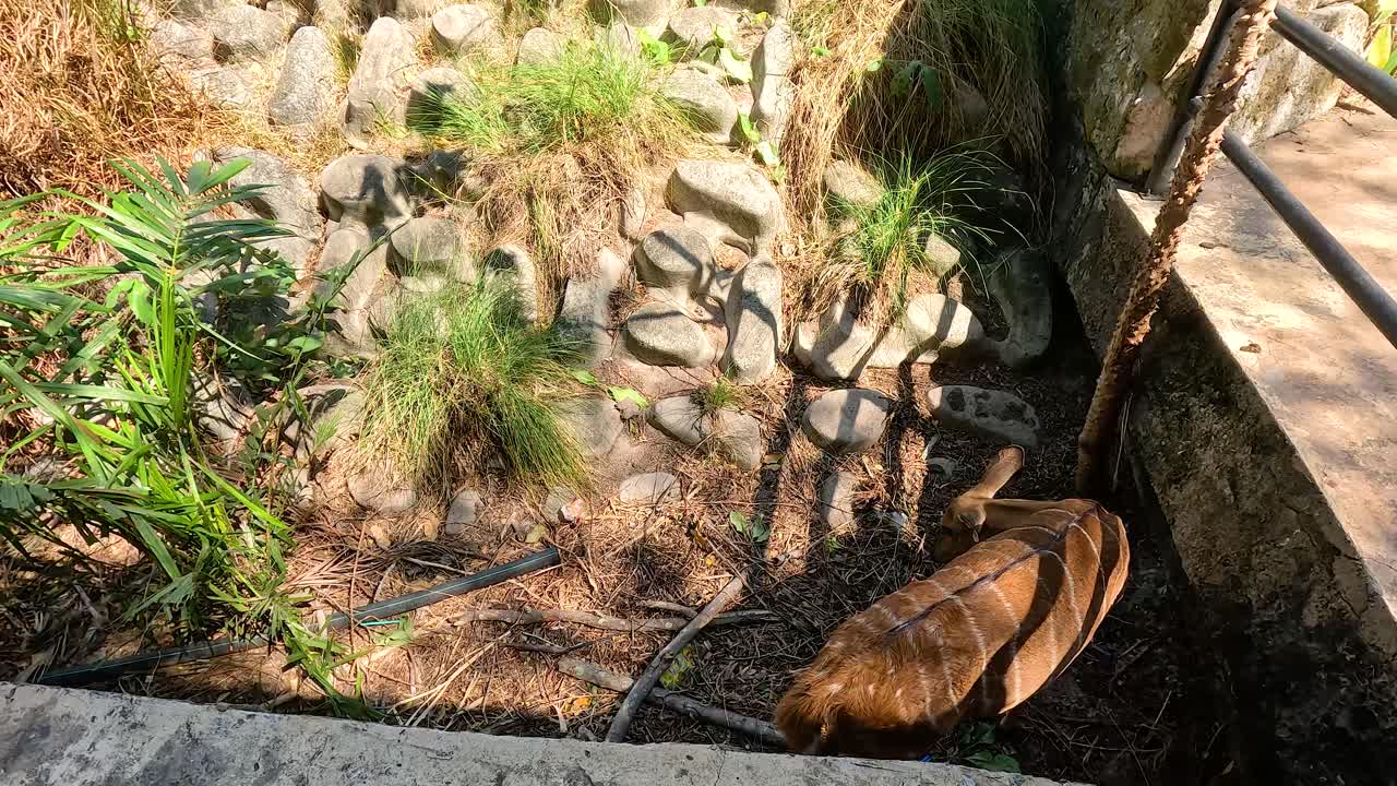 Nyala exploring its enclosure in Chonburi, Thailand