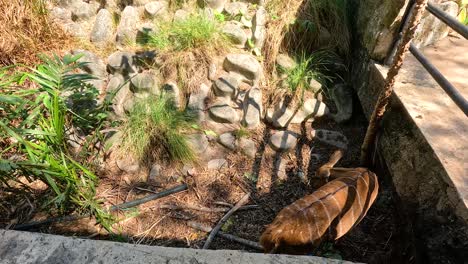 nyala exploring its enclosure in chonburi, thailand