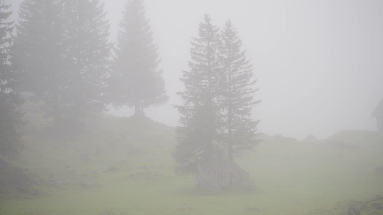 Fir trees in heavy fog in swiss mountains