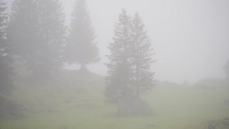 fir trees in heavy fog in swiss mountains