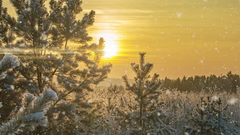 snow falling nature forest trees landscape on white sunny winter day mood. light and bright snow cold time, video loop, cinemagraph video loop