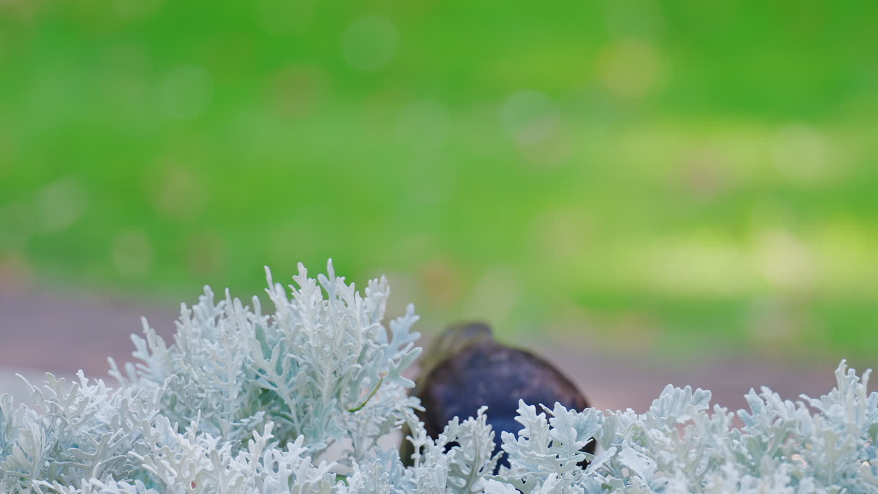 A black crow walks gracefully on green grass near decorative white plants