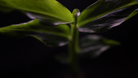 young healthy ginger plant