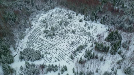 Frisch-Gepflanzter-Wald,-Wiederaufforstung,-Immergrüne-Fichte,-Luftaufnahme-Im-Winterschnee