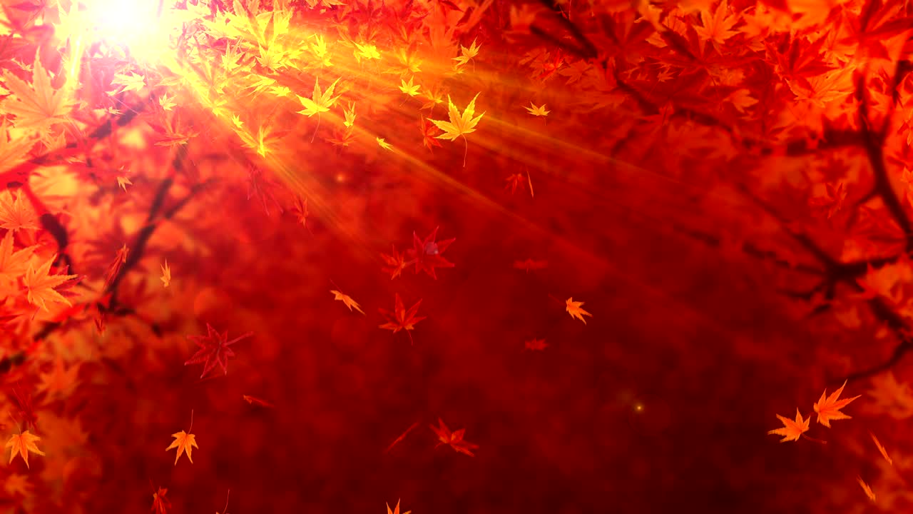 가을 잎의 스핀, 메이플, cg 애니메이션, 루프