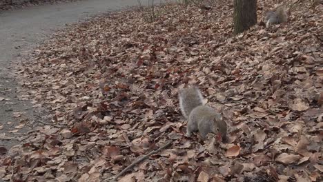 Ardillas-Curiosas-Y-Cuidadosas-Del-Bosque-Forrajeando-Y-Comiendo-Nueces-En-El-Parque-Forestal-De-Otoño