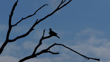 Silhouette-of-small-bird-perched-on-a-leafless-branch