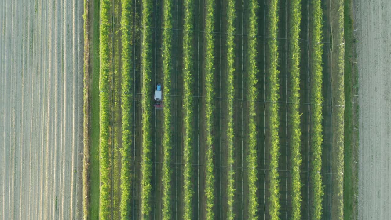 Aerial View of a Tractor in a Lush Green Orchard