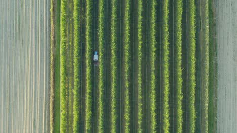aerial view of a tractor in a lush green orchard