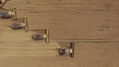 top down ascending view of combine harvesters working in unison collecting wheat on a vast golden wheat field