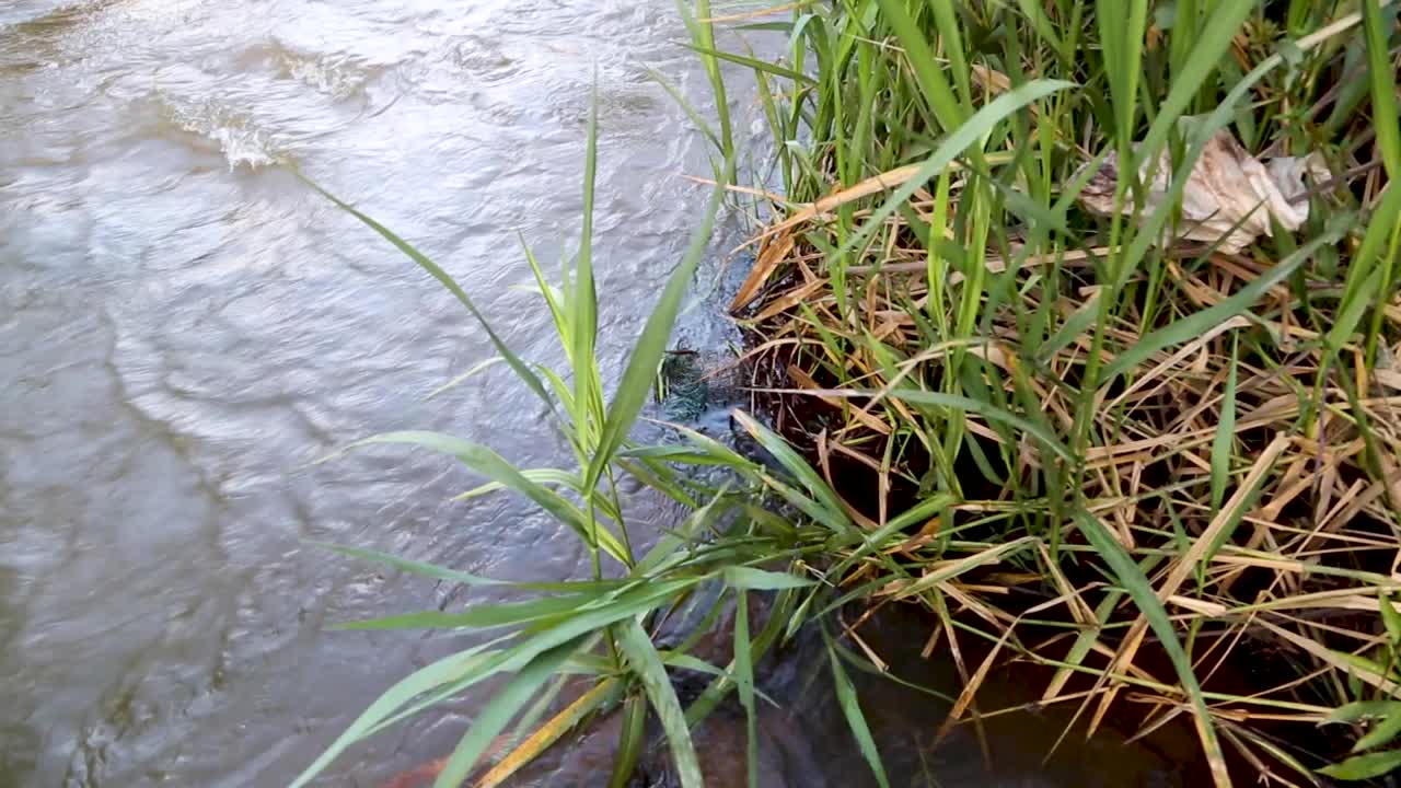 브라질의 숲 한가운데 있는 작고 아름다운 강