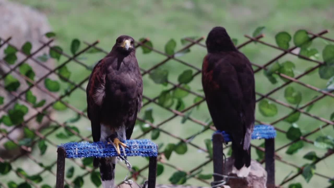 Two hawks perched on stands during an outdoor wildlife event, set against a natural green backdrop and decorative fencing.
