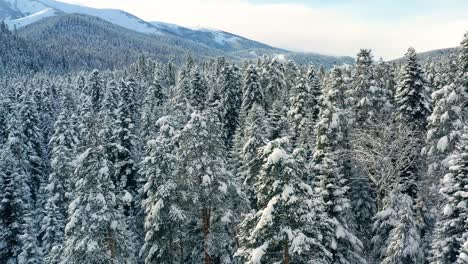 Schöner-Schneeszenenwald-Im-Winter.-Überfliegen-Von-Schneebedeckten-Kiefern.