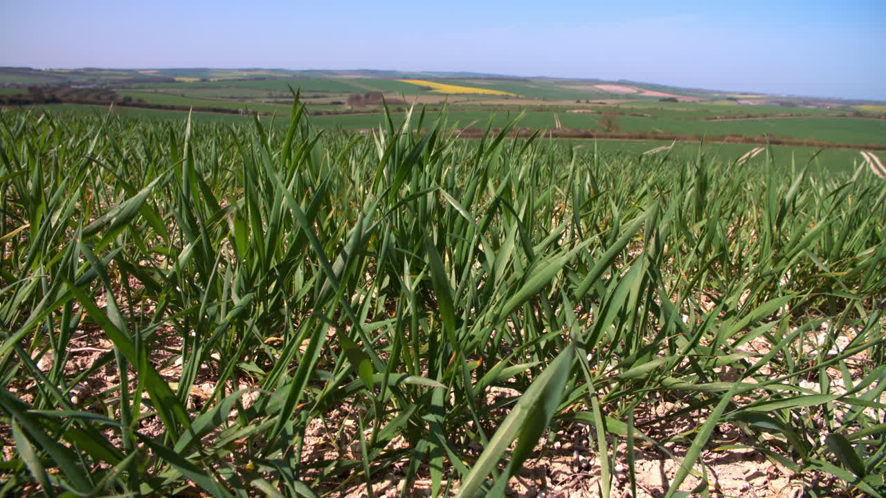 vista panorámica de los campos de la granja de verano con cultivos en el reino unido