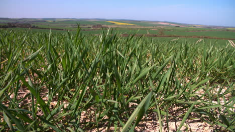 vista panorámica de los campos de la granja de verano con cultivos en el reino unido