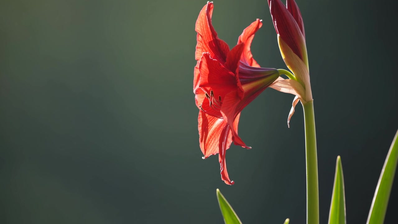 Fiore di amarillide rosso vibrante che sboccia alla luce naturale