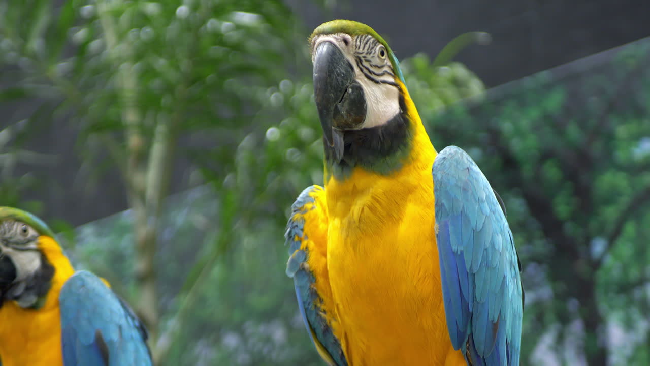 un par de loros macaw de pecho amarillo que gritan