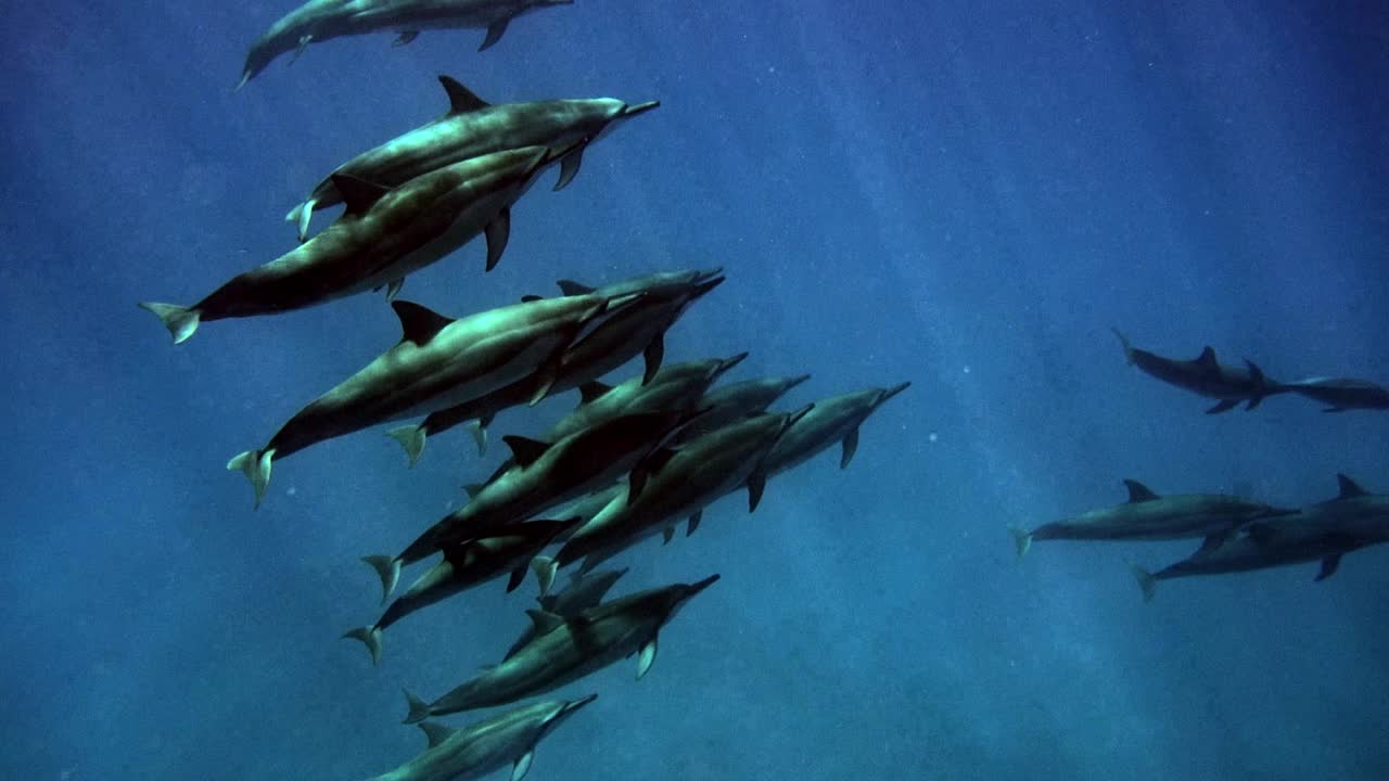 manada de delfines giradores nadando en el océano azul con rayos de sol