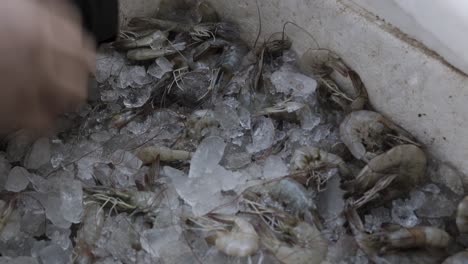 camarones frescos mantenidos en cajas de nieve en tiendas minoristas para su venta durante el día desde diferentes ángulos