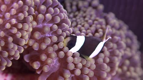 juveniele clark's anemoonvis zwemmen in zeeanemoon close-up shot