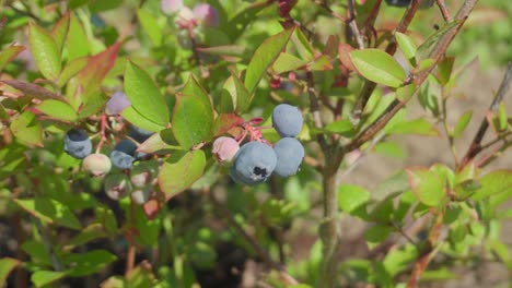 Riped-bilberries--in-the-field