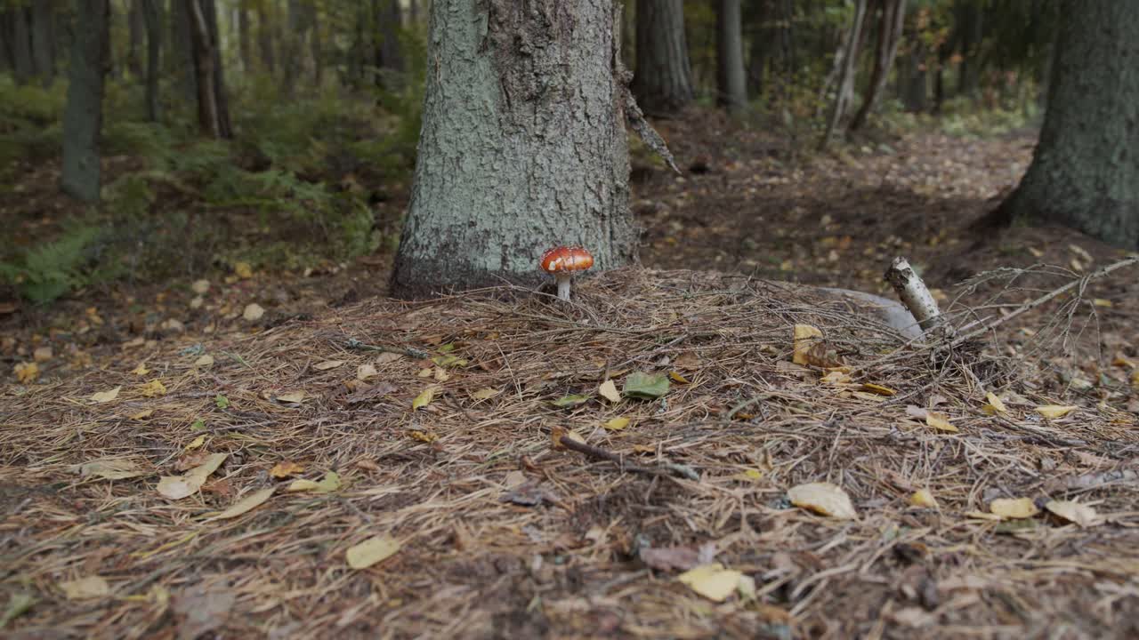 Two red mushrooms growing under a tree in an autumn forest