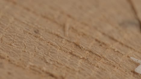 cross section of a very old tree with countless tree rings demonstrative of age. large circular piece of wood cross section with concentric tree ring texture pattern and cracks